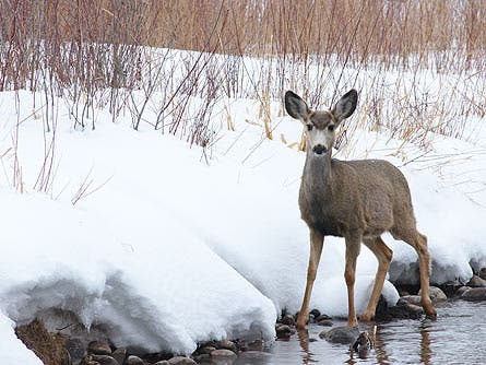Donley_flyfishing_RoaringFork_7_445