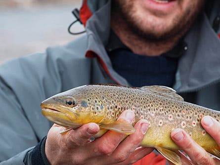 Donley Flyfishing RoaringFork 9 445 23365 Donley_flyfishing_RoaringFork_9_445