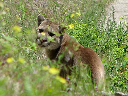 Slideshow Wildlife 1 Cougar 445x260 23816 slideshow wildlife 1 cougar 445x260