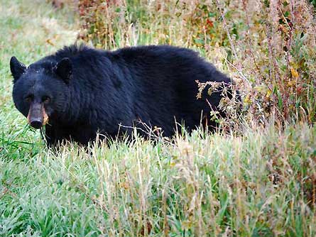Slideshow Wildlife 11 Bear 445x260 23826 slideshow wildlife 11 bear 445x260