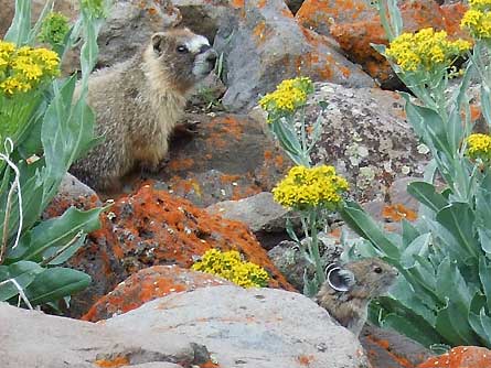 Slideshow Wildlife 12 Marmot 445x260 23827 slideshow wildlife 12 marmot 445x260