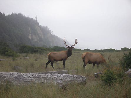 Slideshow Wildlife 13 445x260 23828 slideshow wildlife 13 445x260