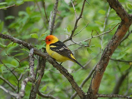 Slideshow Wildlife 14 Bird 445x260 23819 slideshow wildlife 14 bird 445x260