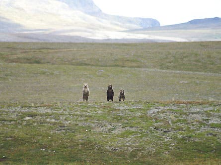 Slideshow Wildlife 3 Bears 445x260 23818 slideshow wildlife 3 bears 445x260