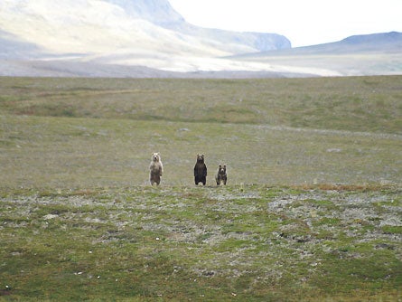 Slideshow Wildlife 3 Bears 445x260 23818 slideshow wildlife 3 bears 445x260