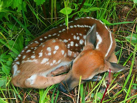 slideshow wildlife 6 deer 445x260