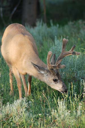 slideshow wildlife 7 deer 445x260