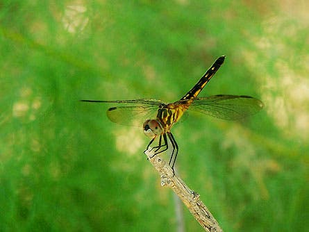 slideshow wildlife 8 deerfly 445x260