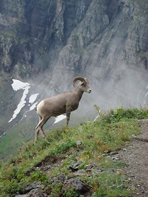 Slideshow Wildlife 9 Big Horn Sheep 445x260 23824 slideshow wildlife 9 big horn sheep 445x260