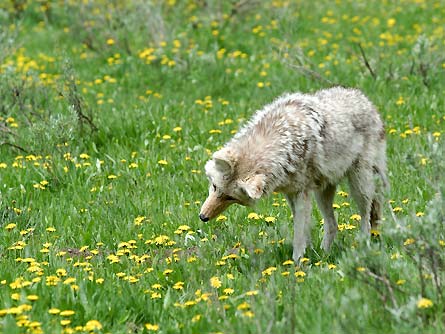 Slideshow Wildlife Wolf 2 445x260 23817 slideshow wildlife wolf 2 445x260