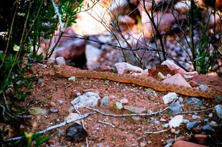 Grand Canyon 4 445wide 24234 Grand Canyon 4 445wide