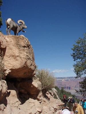 Grand Canyon 9 300wide 24239 Grand Canyon 9 300wide