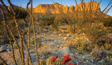 "Guadalupe Mountains"