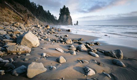 hoh river olympic national park