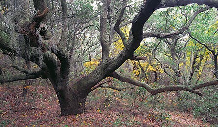 june 2010 shadetree 445x260
