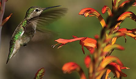 June 2010 Smallbird 445x260 24489 june 2010 smallbird 445x260