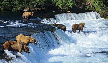"june 2010 wildlife bears 445x260"