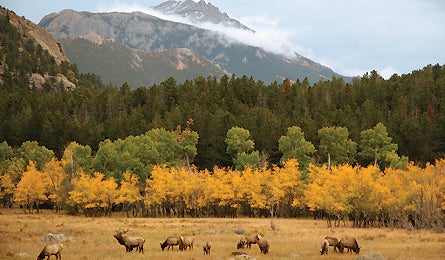 "june 2010 wildlife elk 445x260"