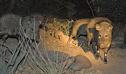  june 2010 wildlife javalina 445x260