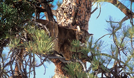 "june 2010 wildlife mtn lion 445x260"