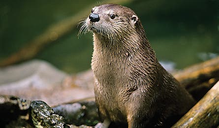 june 2010 wildlife river otter 445x260