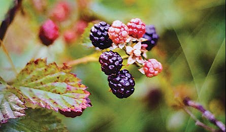 TN-collins 445x260.jpg 24512 john muir trail