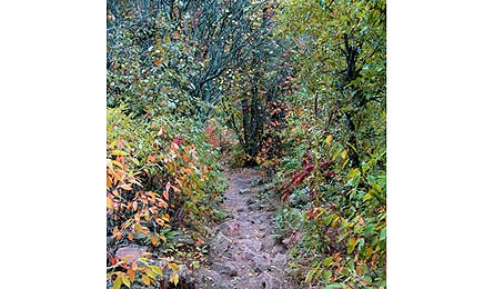 Caley-Kurchinski-Fall 1277-445x260 26367 Caley-Kurchinski-Fall_1277-445x260