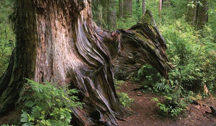 "olympic_kirkendall-spring_445.jpg"