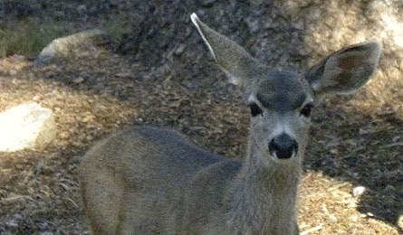 Profhike Deer 445x260 26578 profhike_deer_445x26