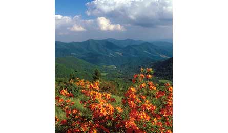 Blackley_ROANMT_445x260