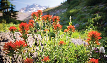 Indian paintbrush on the Timberline Trail (Blaine Franger)