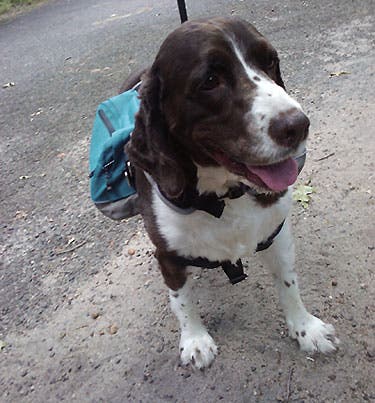 Dog Gear Otis 445 27363 dog gear otis 445