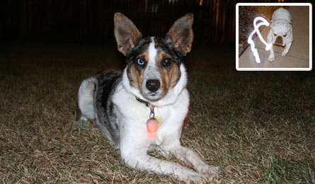 Dog Slideshow Nite Ize 445x260 27344 dog slideshow Nite Ize 445x260