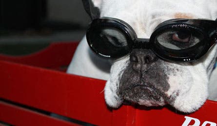 Gear Review Dog Gear Doggles 445x260 27347 Gear Review dog gear Doggles 445x260