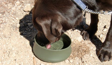 Gear Review Dog Gear Guyot Bowls 445x260 27346 Gear Review dog gear Guyot Bowls 445x260