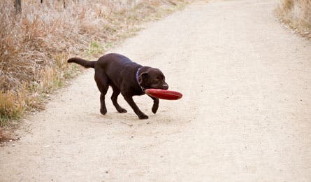 Gear Review dog gear Ruffwear Hydroplane 445x260