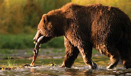 JWood KodiakBear 445x260 27154 Kodiak Brown Bear (Jason Wood)
