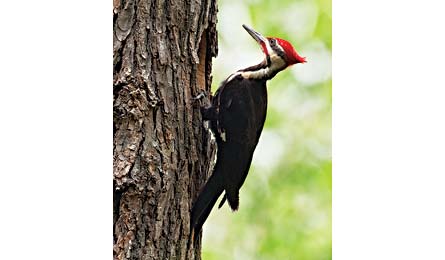 RobBird Woodpecker 445.jpg 27215 /Volumes/Drobo/Backpacker Web/For_Web_Mag_Photos/2011/1-2011/Destinations/Great Lakes/Resized Lakes/RobBird_Woodpecker_445.jpg