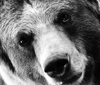 " truth about bears intro 200x170"