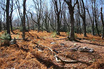 Davis DollySods 06IMG 2307.jpg 27646 Davis_DollySods_06IMG_2307.jpg