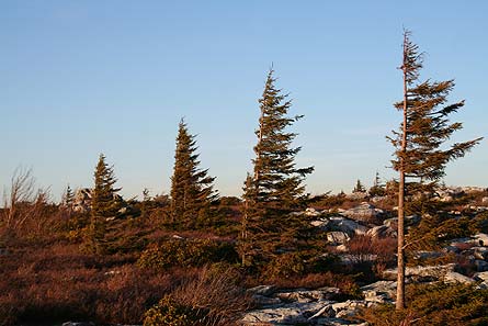 Davis DollySods 11IMG 3356.jpg 27651 Davis_DollySods_11IMG_3356.jpg