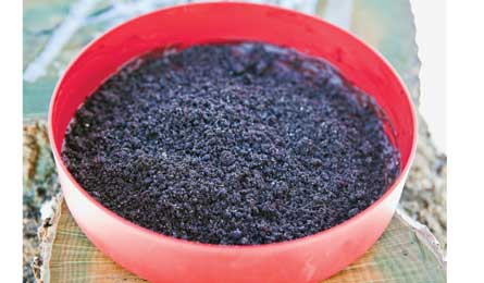 "GG11_chocolate_desert_445x260"