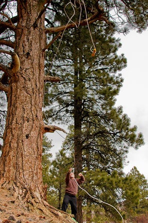 Master the PCT Method for Hanging Bear Bags and Bear-Proofing Your Campsite