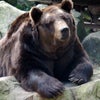 Ask A Bear: Can You Be Domesticated?