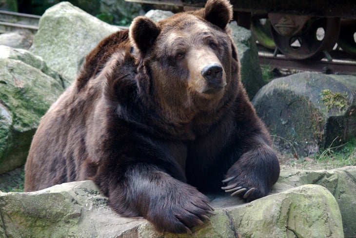 13565889794_c73e9e2743_k kodiak bear