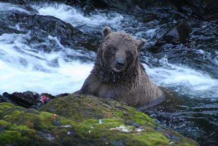 Bear AngieJacaruso 445 29118 Bear_AngieJacaruso_445