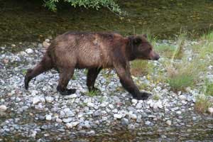 Bear DeannaDavis 445 29136 bear_DeannaDavis_445