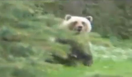 bearcharge None