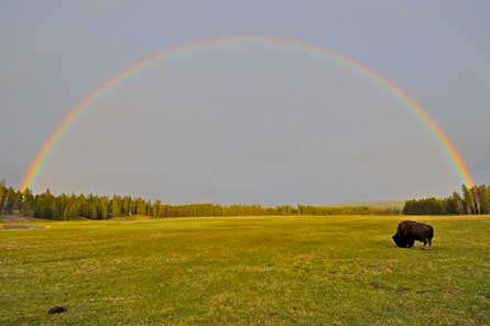 Bison_DavidShepard_445