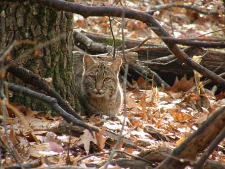 Bobcat JoeMassowd 445 29114 Bobcat_JoeMassowd_445